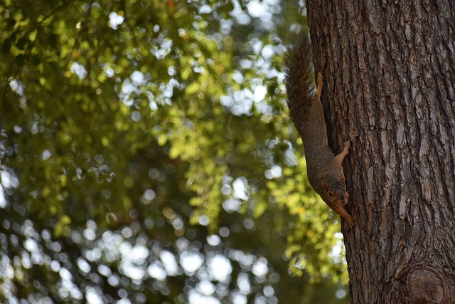 但托莫里 但托莫里